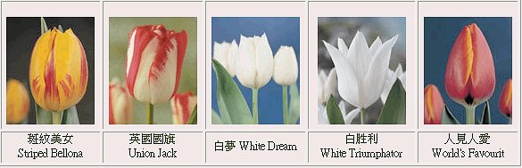 �ڭn�q��-���{������-��������-���{������-tulip-flower-�����ᩱ�q��-�x�_�ᩱ-�x����ᩱ-�����ᩱ-�򶩪ᩱ-�Ὤ�ᩱ-�����ᩱ