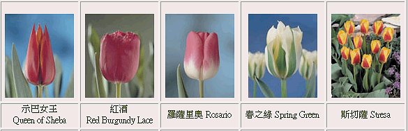 �ڭn�G�q��-���{������-��������-���{������-tulip-flower-�����ᩱ�q��-�x�_�ᩱ-�x����ᩱ-�����ᩱ-�򶩪ᩱ-�Ὤ�ᩱ-�����ᩱ