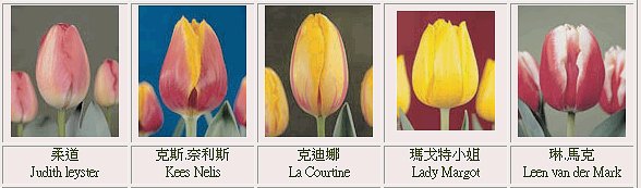 �ڭn�q���{������-�ڭn�R��������-���{������-tulip-flower-�����ᩱ�q��-�x�_�ᩱ-�x����ᩱ-�����ᩱ-�򶩪ᩱ-�Ὤ�ᩱ-�����ᩱ