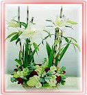 ���G§�x,�ݸԲ��A��Ϥ�-�����ᩱ,�q��-�R��,�e�� flower.host-flower.com