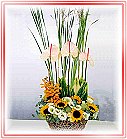 ��o�֪�,�ݸԲ��A��Ϥ�-�����ᩱ,�q��-�R��,�e�� flower.host-flower.com