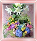 �ݺ�o�֪�Բ��A��Ϥ�-�����ᩱ,�q��-�R��,�e�� flower.host-flower.com