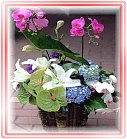 ��o����,�ݸԲ��A��Ϥ�-�����ᩱ,�q��-�R��,�e�� flower.host-flower.com