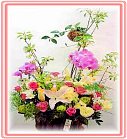 �ݸԲӺ�o����Ϥ�-�����ᩱ,�q��-�R��,�e�� flower.host-flower.com