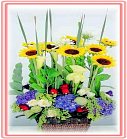 �ݸԲӺ�o����Ϥ�-�����ᩱ,�q��-�R��,�e�� flower.host-flower.com