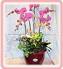�ݭ�o�j�����..,flower-love-rose,Valentine's Day,���H�`�q��,�R��,�����ᩱ�q��