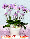 GO�A��j�Ϥ�,�ڭn �q��-�R��,�����ᩱ�q��0952792139,http://www.web-flower.tw/flower/