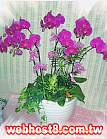GO�A��j�Ϥ�,�ڭn �q��-�R��,�����ᩱ�q��0952792139,http://www.web-flower.tw/flower/