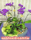 GO�A��j�Ϥ�,�ڭn �q��-�R��,�����ᩱ�q��0952792139,http://www.web-flower.tw/flower/