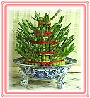�h���A��j�Ϥ�,�ڭn �����ᩱ�q��-�R��,���ٺ����ᩱ�q��0952792139,http://www.web-flower.tw/flower/
