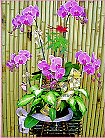 GO�A��j�Ϥ�,�ڭn �q��-�R��,�����ᩱ�q��0952792139,http://www.web-flower.tw/flower/
