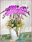 GO�A��j�Ϥ�,�ڭn �q��-�R��,�����ᩱ�q��0952792139,http://www.web-flower.tw/flower/