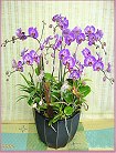 GO�A��j�Ϥ�,�ڭn �q��-�R��,�����ᩱ�q��0952792139,http://www.web-flower.tw/flower/