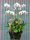 GO�A��j�Ϥ�,�ڭn �q��-�R��,�����ᩱ�q��0952792139,http://www.web-flower.tw/flower/