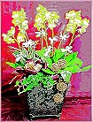 GO�A��j�Ϥ�,�ڭn �q��-�R��,�����ᩱ�q��0952792139,http://www.web-flower.tw/flower/