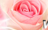 ���H�`�q��,�R��,�����ᩱ�q��,flower,gift,flower-love-rose,Valentine's Day