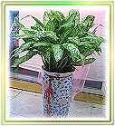 �ݭ�o�j�}�B�֪�Ϥ�..,flower-love-rose,Valentine's Day,���H�`�q��,�R��,�����ᩱ�q��