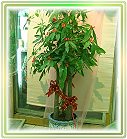 �ݭ�o�j�}�B�֪�Ϥ�..3,flower-love-rose,Valentine's Day,���H�`�q��,�R��,�����ᩱ�q��