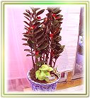 �ݭ�o�j�}�B�֪�Ϥ�..,flower-love-rose,Valentine's Day,���H�`�q��,�R��,�����ᩱ�q��