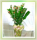 �ݭ�o�j�}�B�֪�Ϥ�..,flower-love-rose,Valentine's Day,���H�`�q��,�R��,�����ᩱ�q��